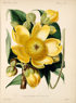 Cochlospermum