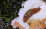 limace dégustant un champignon