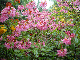 jardin_botaniq066